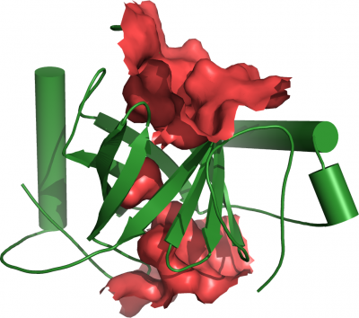 The β-barrel motif of a ubiquitinating enzyme FBXO31 (green). The inner cavities of the barrel are shown in red.