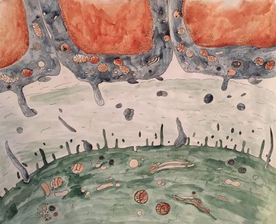 A cartoon rendition inspired by electron micrographs of where mammalian oocytes and cumulus cells meet each other.