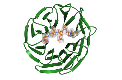WD40 domain of E3 ubiquitin ligase FBXW7 (green) in complex with its substrate DISK1 (orange).